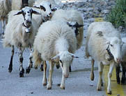 crete moutons 01
