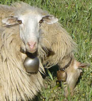 crete moutons 02